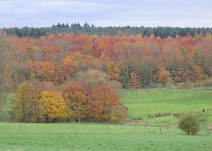 Hallerbos B&B In Bluebell Forest